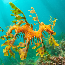 Пазл: Лиственный морской дракон