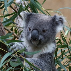 Пазл: Коала