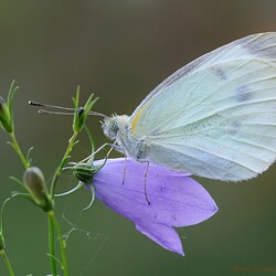 Пазл: Запах лета
