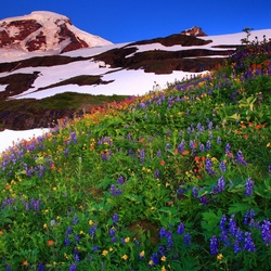 Пазл: Горы и цветы