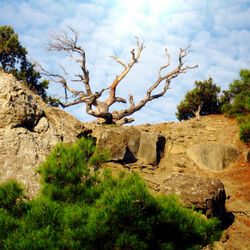 Пазл: Коряга