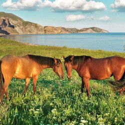 Пазл: Пара лошадей