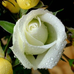 Пазл: Нежность розы