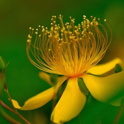 Пазл: Увидеть красоту в цветке