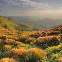 Пазл: Пушистый ковер трав