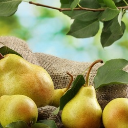 Пазл: Груши