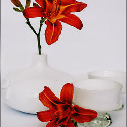 Пазл: Контрасты