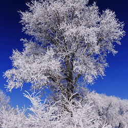 Пазл: Снежный великан