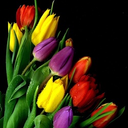 Пазл: Тюльпаны
