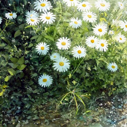 Пазл: Ромашки