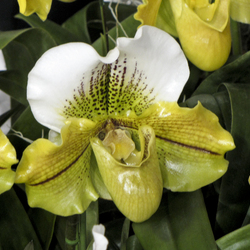 Пазл: Орхидея