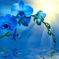 Пазл: Орхидея