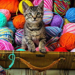 Пазл: Котенок среди клубков