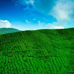 Пазл: Бархатная зеленая гора