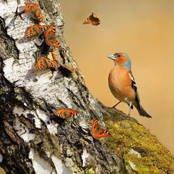 Пазл: Березовый сок