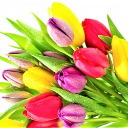 Пазл: Весенние цветы