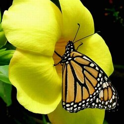 Пазл: Где тут медом намазано