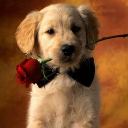 Пазл: Собачка