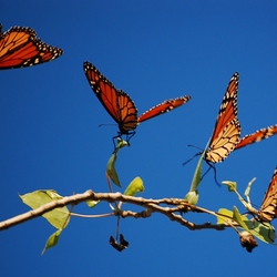 Пазл: Бабочки