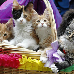 Пазл: Котята