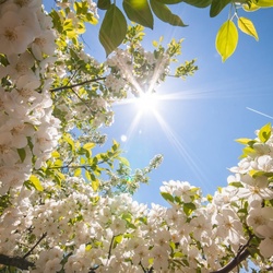 Пазл: Солнечная весна