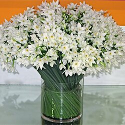 Пазл: Нарциссы