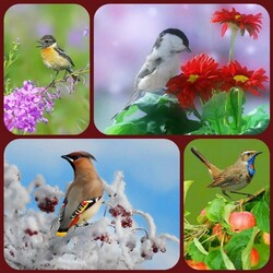 Пазл: Птички