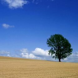 Пазл: Распаханное поле