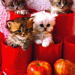 Пазл: Котята