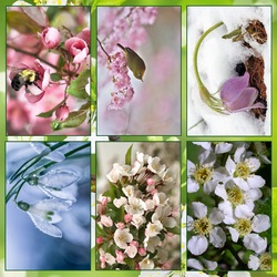 Пазл: Весеннее цветение