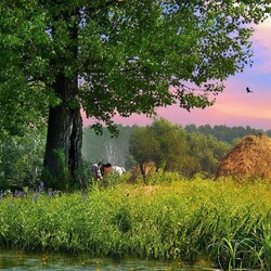 Пазл: Старое дерево и стог