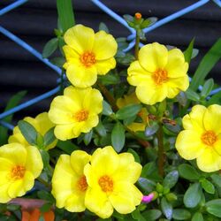 Пазл: Портулак