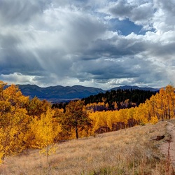 Пазл: Желтая одежда осени