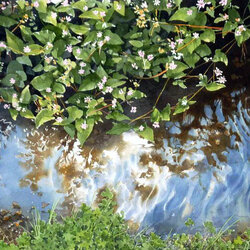 Пазл: Отражение