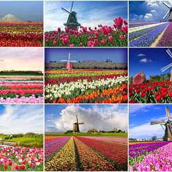 Пазл: Край тюльпанов