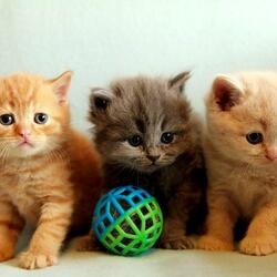 Пазл: Три котенка