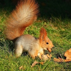 Пазл: Белка с желудем