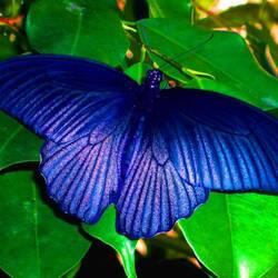 Пазл: Бабочка 