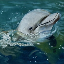 Пазл: Улыбка дельфина