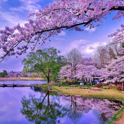 Пазл: Цветение сакуры