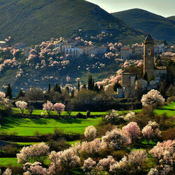 Пазл: Весеннее цветение