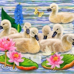 Пазл: Лебедята