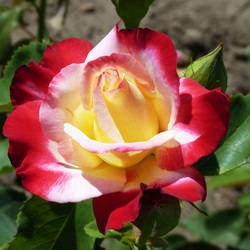 Пазл: Дабл Дилайт