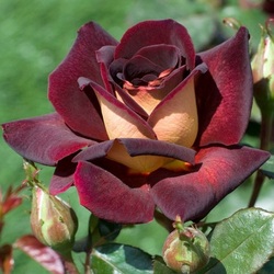 Пазл: Эдди Митчелл 