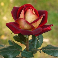 Пазл: Новомодная 