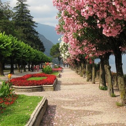 Пазл: Аллея