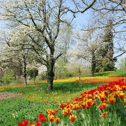 Пазл: Весенний парк