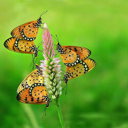 Пазл: Нектар