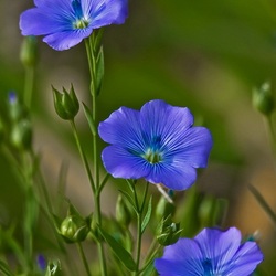 Пазл: Маленький синий цветочек