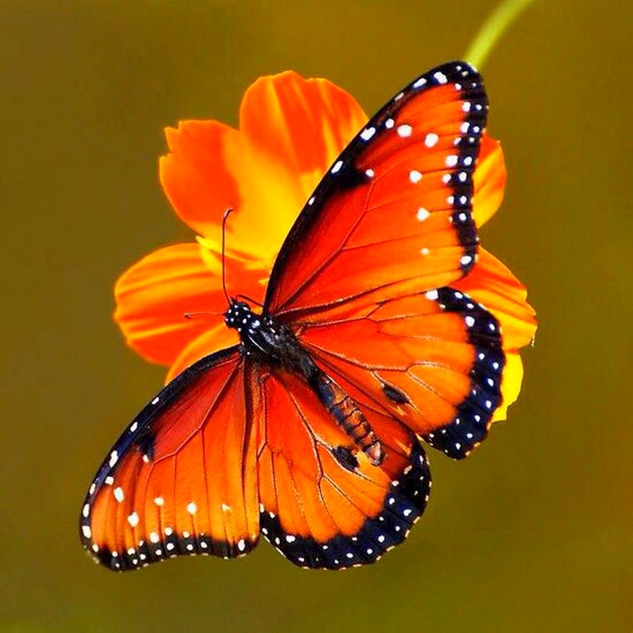фото бабочек красивых цветных